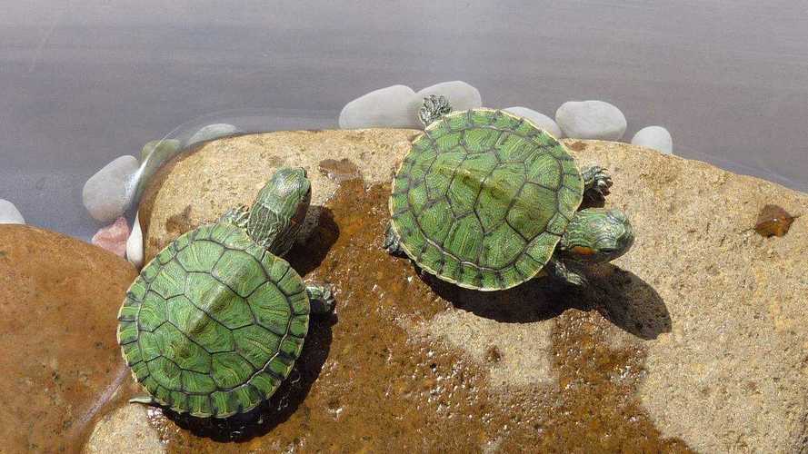 巴西乌龟离开水可以活多久